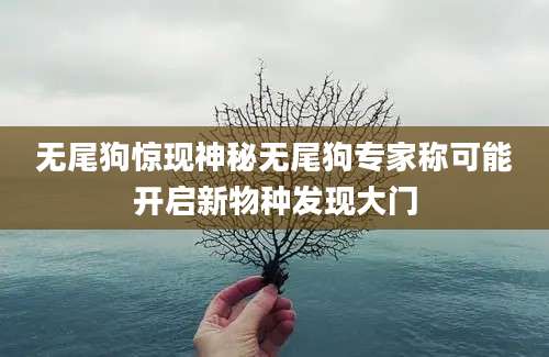 无尾狗惊现神秘无尾狗专家称可能开启新物种发现大门