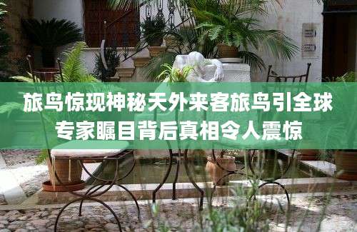 旅鸟惊现神秘天外来客旅鸟引全球专家瞩目背后真相令人震惊