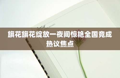 旗花旗花绽放一夜间惊艳全国竟成热议焦点