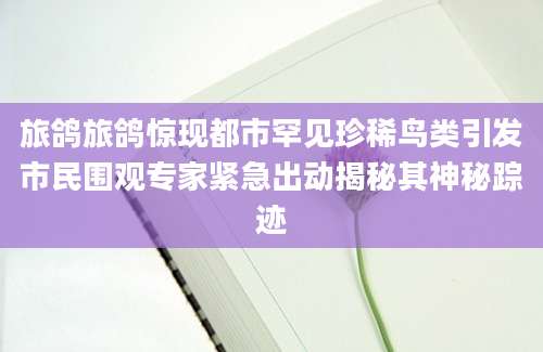 旅鸽旅鸽惊现都市罕见珍稀鸟类引发市民围观专家紧急出动揭秘其神秘踪迹