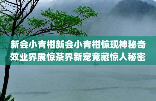 新会小青柑新会小青柑惊现神秘奇效业界震惊茶界新宠竟藏惊人秘密